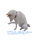 チロルルのスタンプ①（個別スタンプ：6）