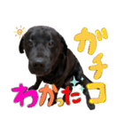 わちゃわちゃ5ラブラドールず（個別スタンプ：6）