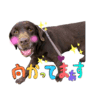 わちゃわちゃ5ラブラドールず（個別スタンプ：8）