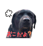 わちゃわちゃ5ラブラドールず（個別スタンプ：9）