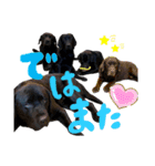 わちゃわちゃ5ラブラドールず（個別スタンプ：11）