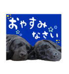 わちゃわちゃ5ラブラドールず（個別スタンプ：13）