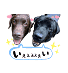 わちゃわちゃ5ラブラドールず（個別スタンプ：15）