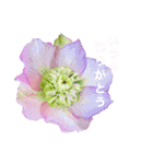 大切な人へのありがとうの気持ちスタンプ（個別スタンプ：14）