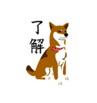 dog_momo_shiba（個別スタンプ：4）