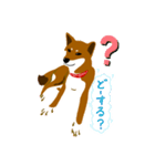 dog_momo_shiba（個別スタンプ：6）