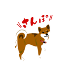 dog_momo_shiba（個別スタンプ：12）