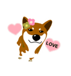 dog_momo_shiba（個別スタンプ：16）