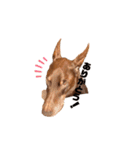Doberman Jazio #2（個別スタンプ：1）