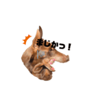 Doberman Jazio #2（個別スタンプ：3）