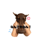 Doberman Jazio #2（個別スタンプ：4）