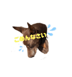 Doberman Jazio #2（個別スタンプ：5）
