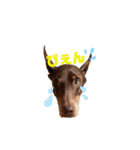 Doberman Jazio #2（個別スタンプ：6）