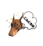 Doberman Jazio #2（個別スタンプ：7）