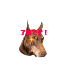 Doberman Jazio #2（個別スタンプ：9）