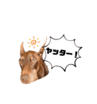 Doberman Jazio #2（個別スタンプ：10）