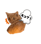 Doberman Jazio #2（個別スタンプ：12）