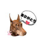 Doberman Jazio #2（個別スタンプ：13）