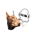 Doberman Jazio #2（個別スタンプ：14）