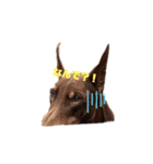Doberman Jazio #2（個別スタンプ：15）