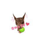 Doberman Jazio #2（個別スタンプ：17）