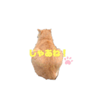 Doberman Jazio #2（個別スタンプ：19）
