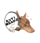 Doberman Jazio #2（個別スタンプ：20）