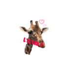 Doberman Jazio #2（個別スタンプ：22）