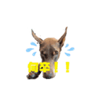 Doberman Jazio #2（個別スタンプ：25）