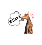 Doberman Jazio #2（個別スタンプ：26）