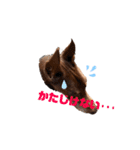 Doberman Jazio #2（個別スタンプ：27）