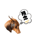 Doberman Jazio #2（個別スタンプ：28）
