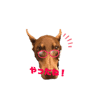 Doberman Jazio #2（個別スタンプ：30）