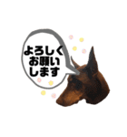 Doberman Jazio #2（個別スタンプ：34）