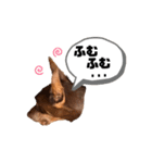 Doberman Jazio #2（個別スタンプ：36）
