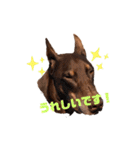 Doberman Jazio #2（個別スタンプ：37）