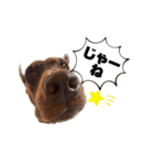 Doberman Jazio #2（個別スタンプ：39）