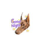 Doberman Jazio #2（個別スタンプ：40）