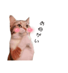 ゆずわさ（個別スタンプ：8）