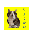 CAT.simple（個別スタンプ：2）