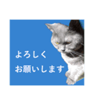 CAT.simple（個別スタンプ：3）