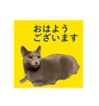 CAT.simple（個別スタンプ：7）