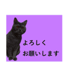 CAT.simple（個別スタンプ：8）