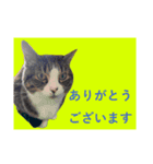 CAT.simple（個別スタンプ：9）