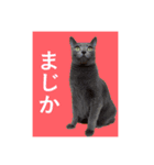 CAT.simple（個別スタンプ：10）