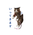 CAT.simple（個別スタンプ：16）