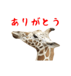 動く！パンダと動物園の仲間たち（個別スタンプ：8）