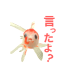 金魚のひめねーさま（個別スタンプ：2）