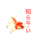 金魚のひめねーさま（個別スタンプ：5）