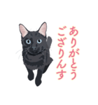 花魁が、生まれ変わってみたら黒猫に♪再販（個別スタンプ：12）